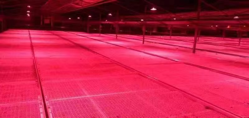 UFO LED Grow Light  for TianJing Greenhouse Project